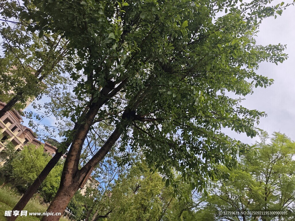 夏日蔥郁樹木景觀