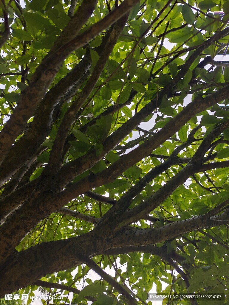 繁茂樹枝間的綠意