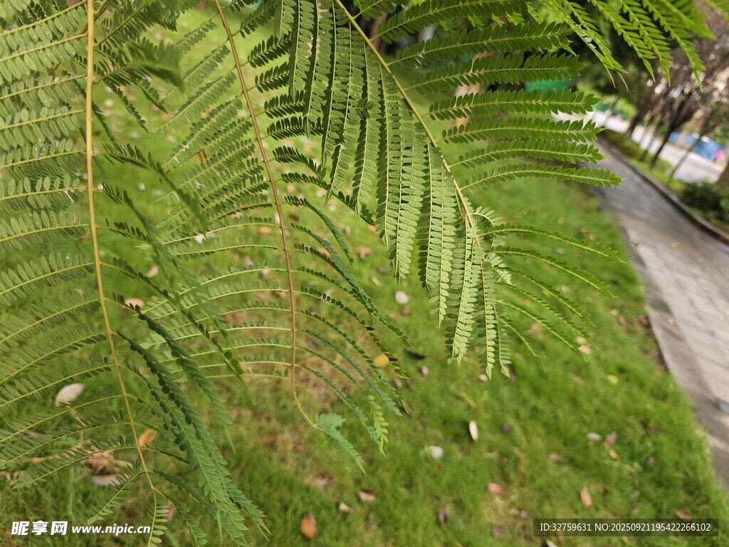 路邊翠綠蕨類植物景觀