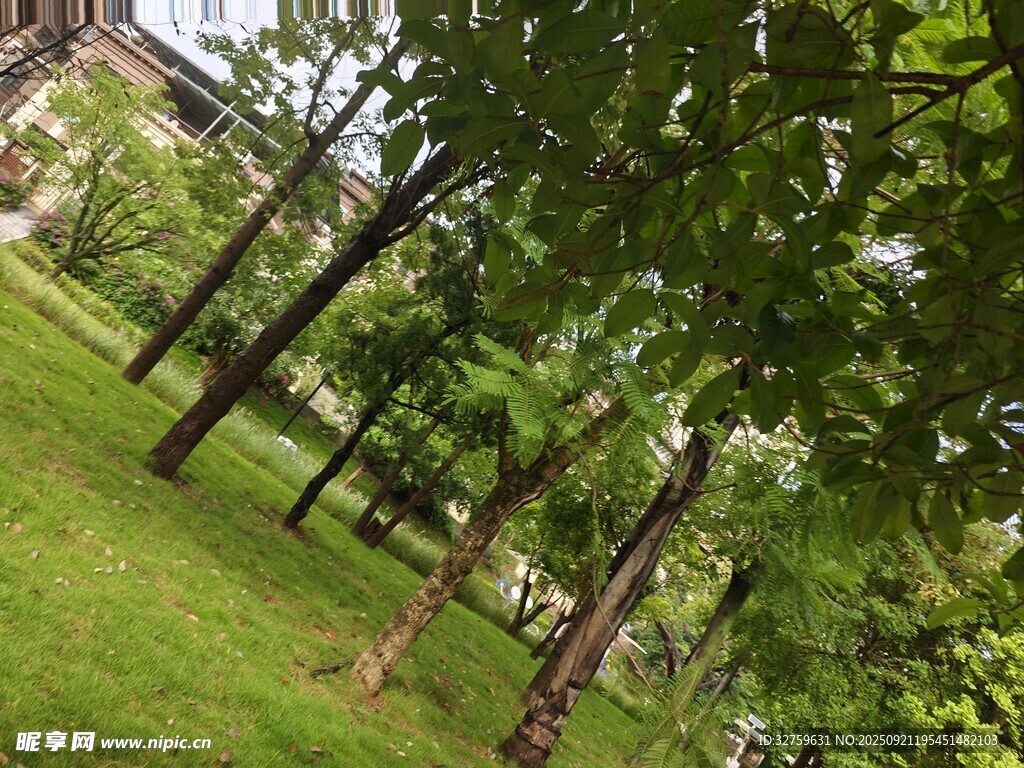 綠意盎然的公園樹(shù)林景觀