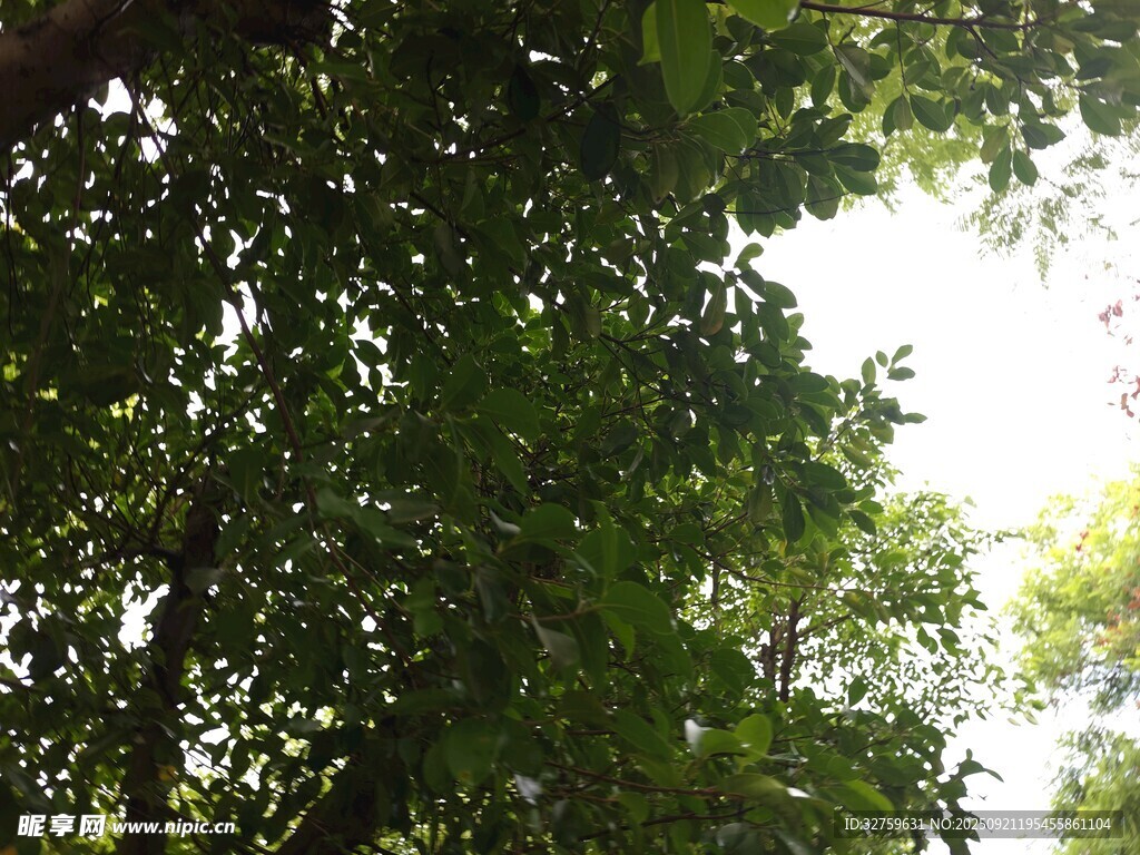 仰視茂密綠蔭樹(shù)冠