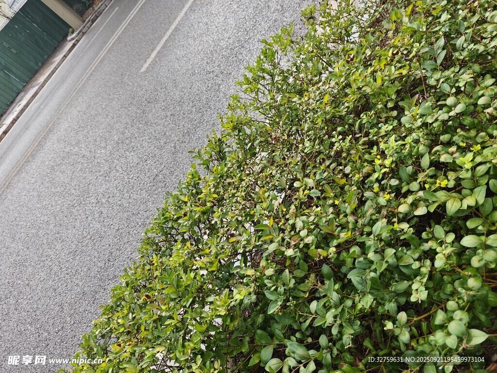 路邊翠綠灌木叢
