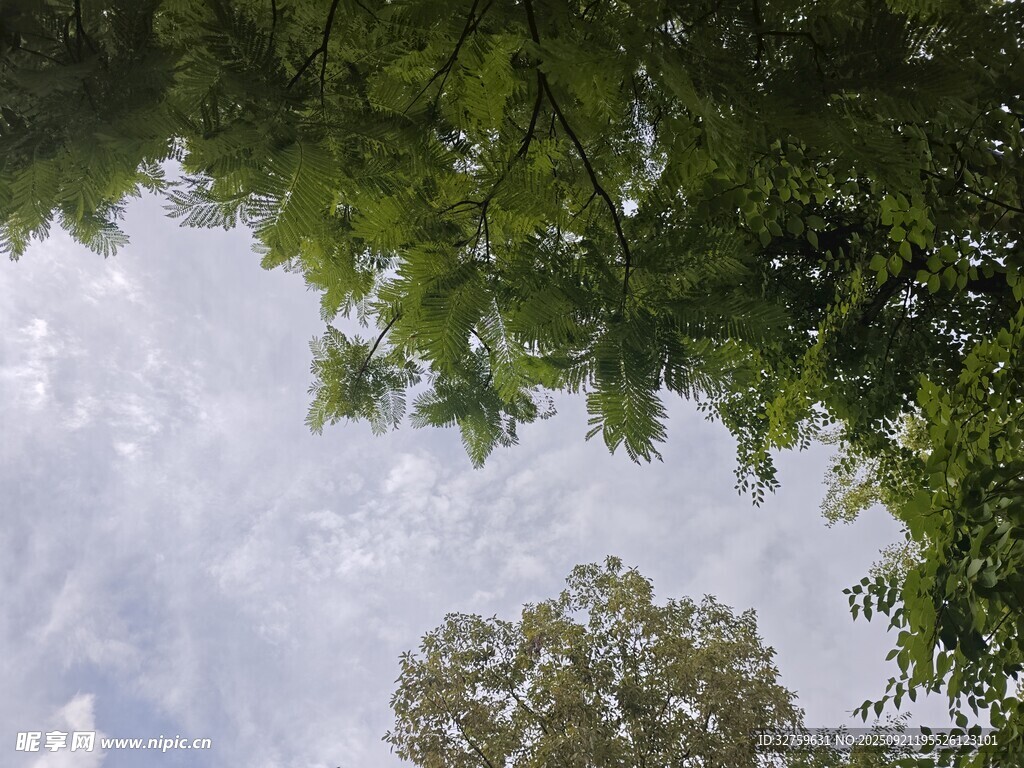 仰視樹冠下的藍天白云