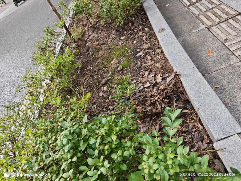 路邊綠植景觀