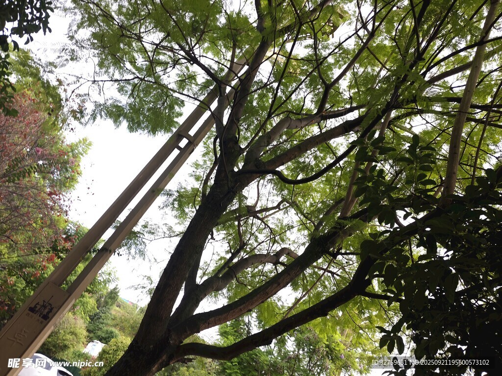 繁茂綠樹 