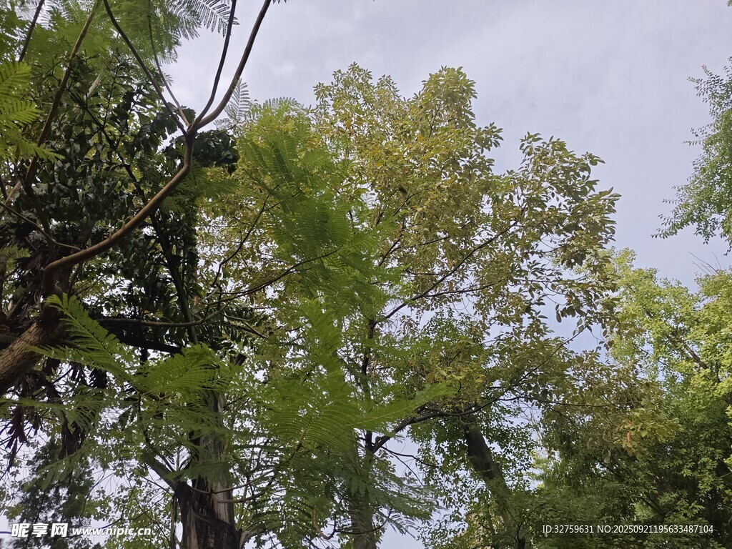繁茂樹林中的綠意景象