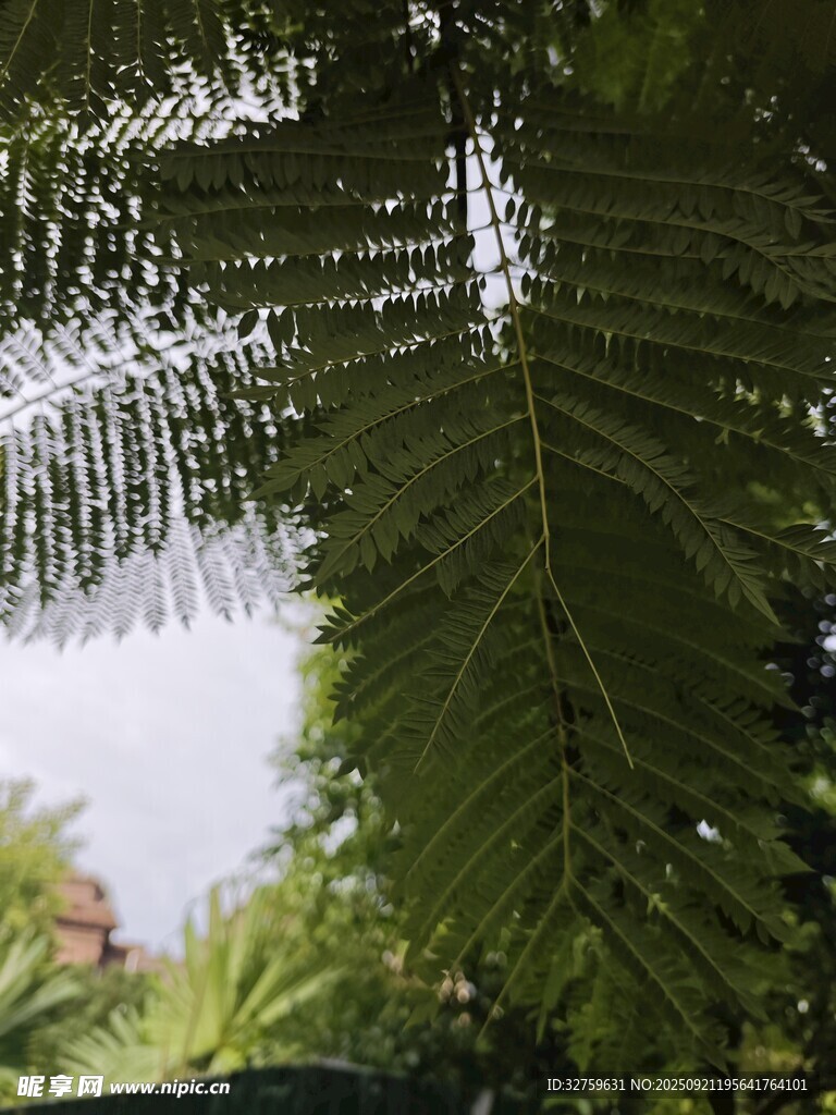 羽狀葉片下的綠意世界