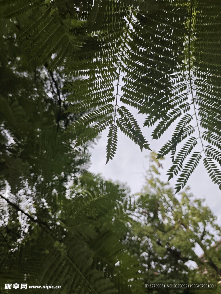 仰視繁茂的綠色枝葉