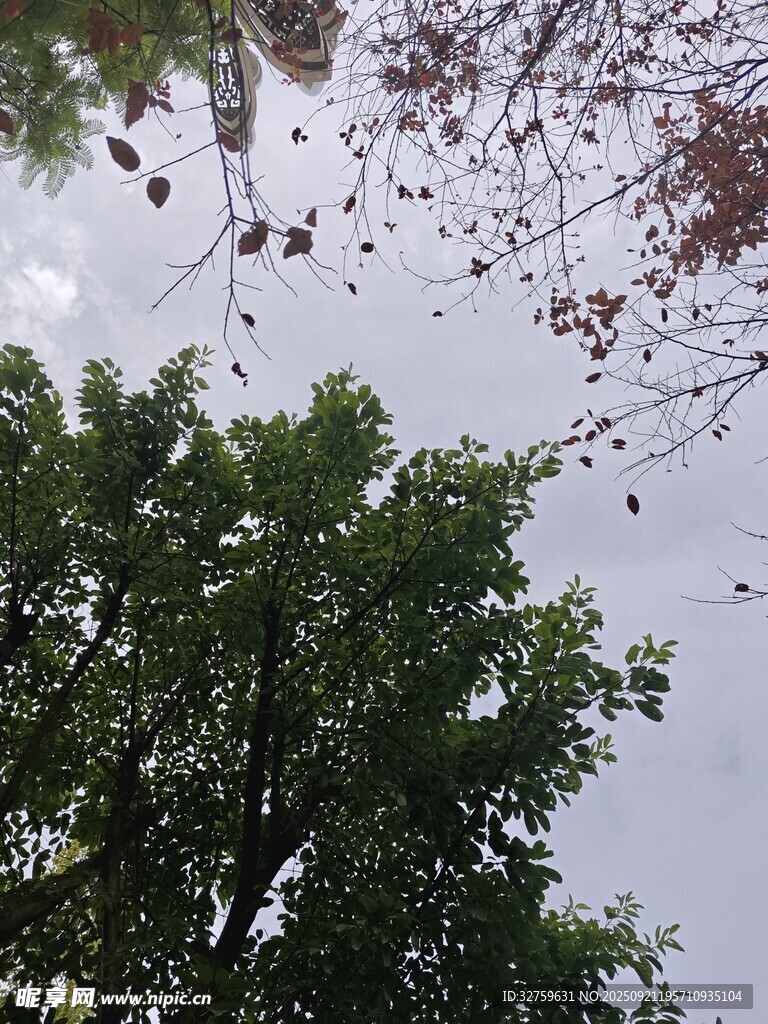 仰望枝葉間的天空