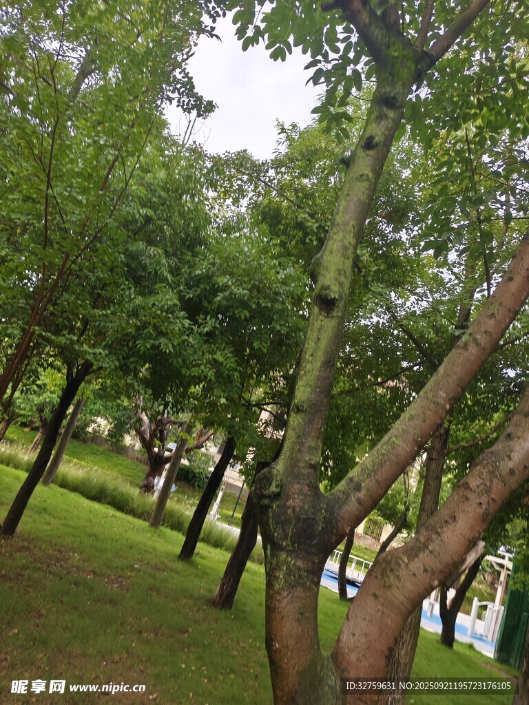公園內(nèi)蔥郁樹(shù)木景觀