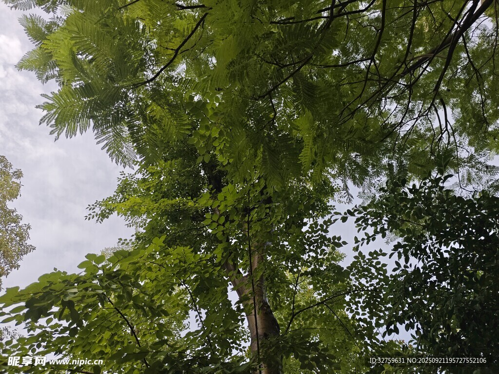 仰視蔥郁繁茂的高大樹木