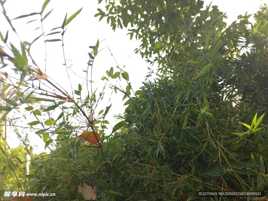 繁茂樹林中的光影景象