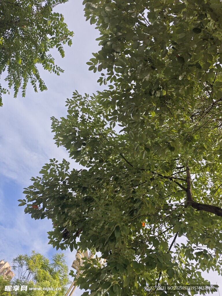 仰視藍(lán)天綠樹美景