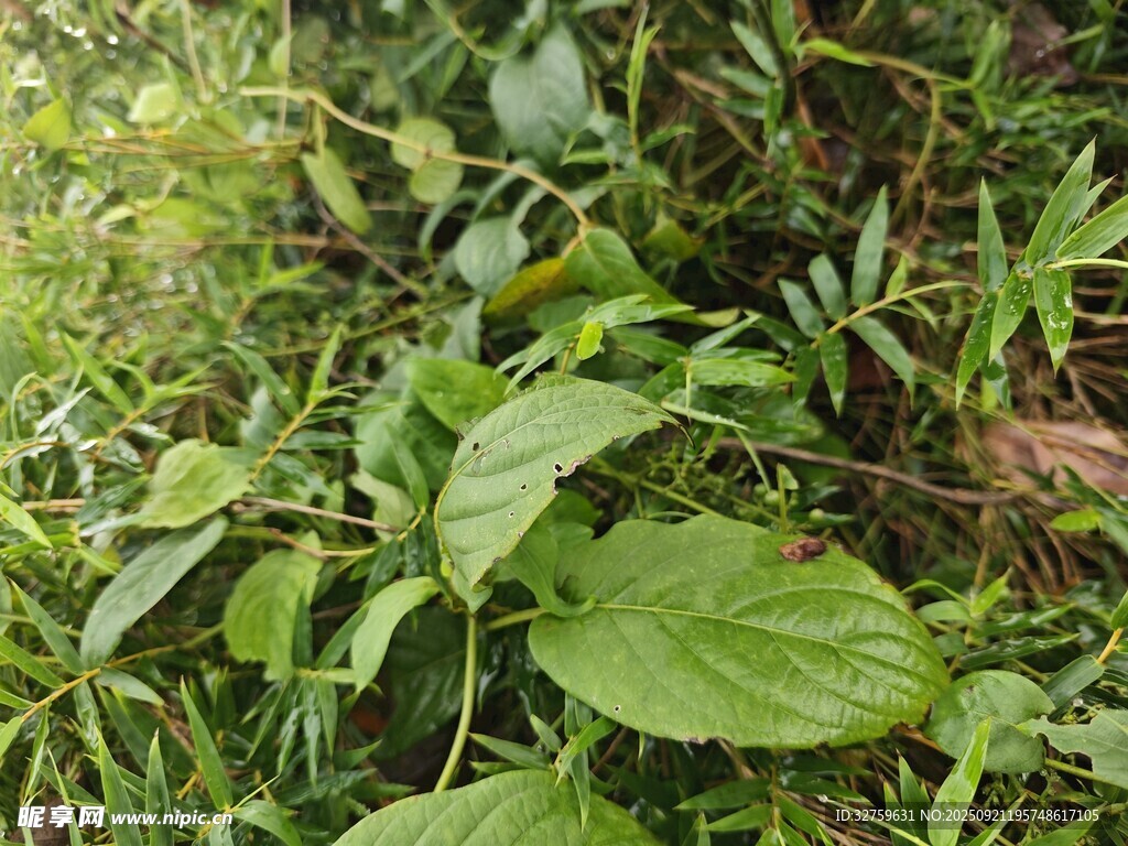 繁茂綠植景觀