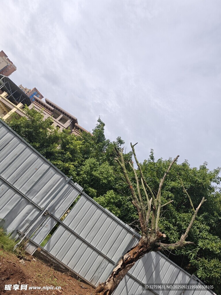 傾斜樹木旁的圍欄場景