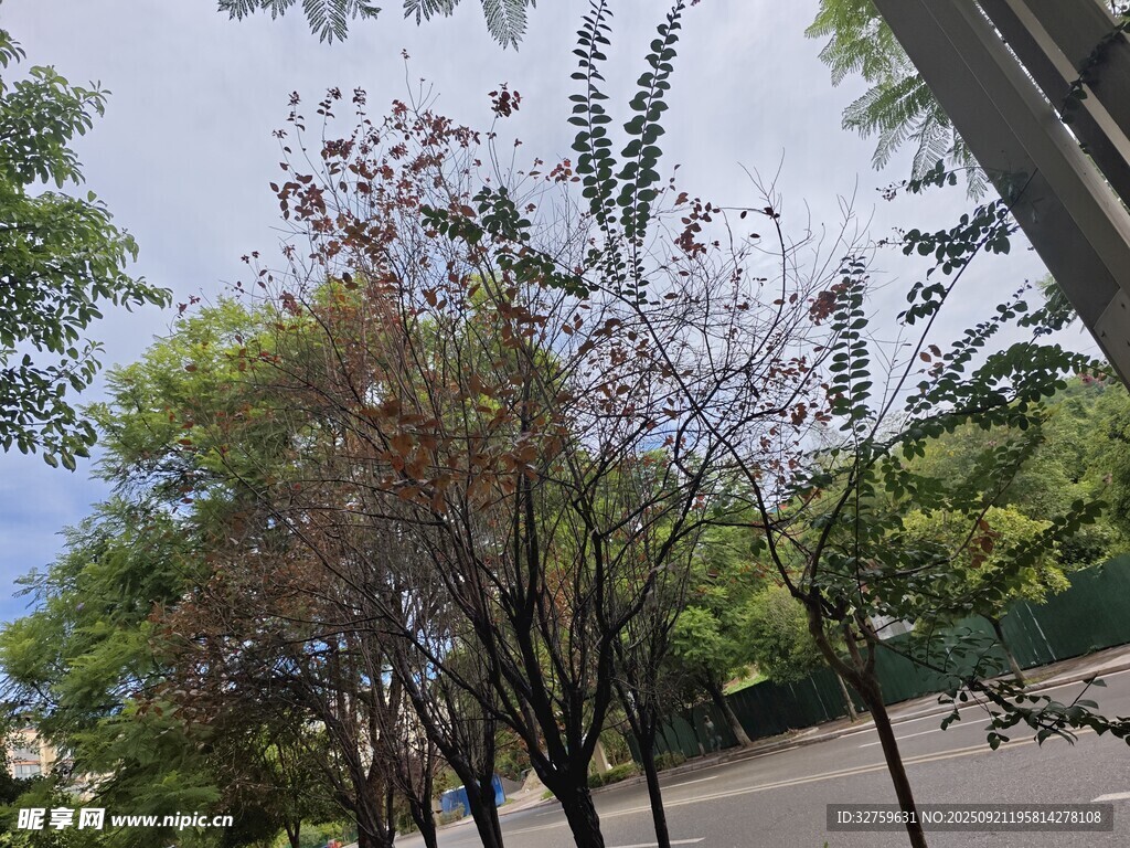 路邊樹木與遠(yuǎn)處藍(lán)天景色