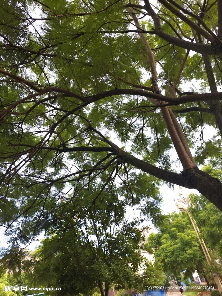 夏日繁茂綠樹景觀