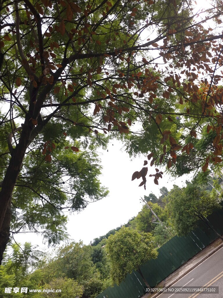 路邊繁茂大樹與蔥郁景致