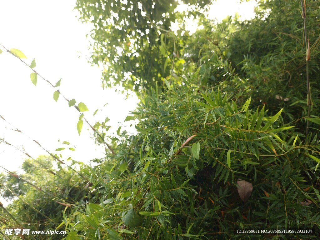 茂密綠植中的自然景象