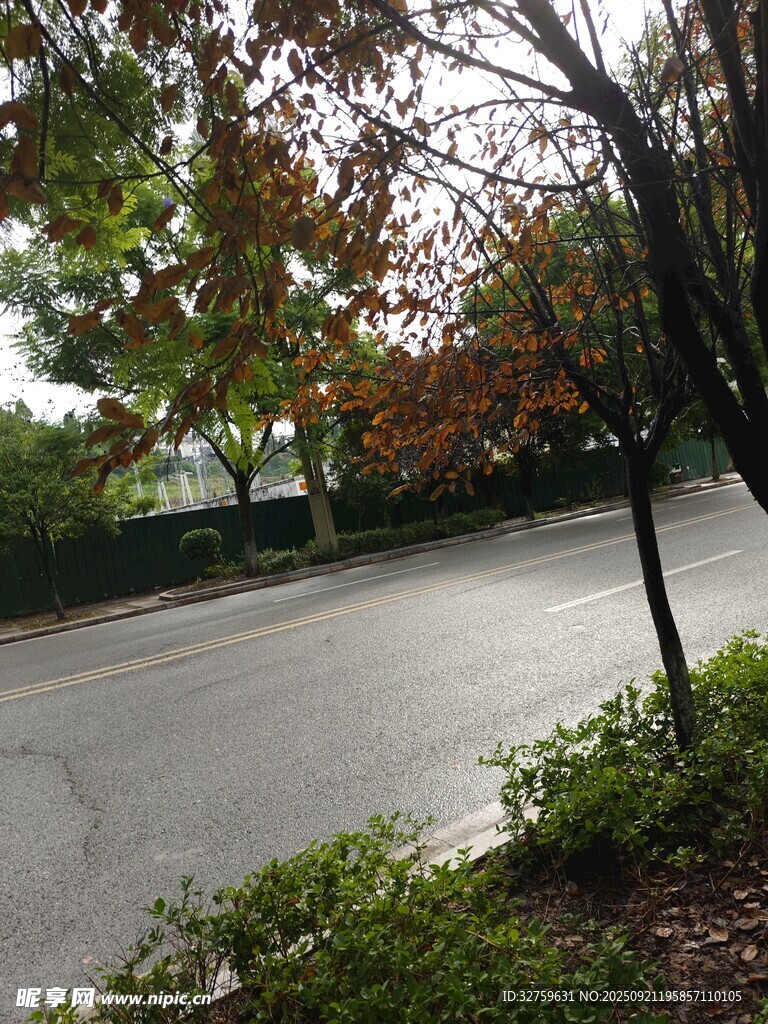 秋日路旁景色