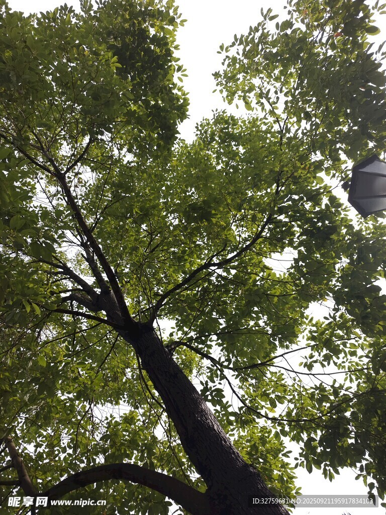 仰視繁茂大樹枝葉