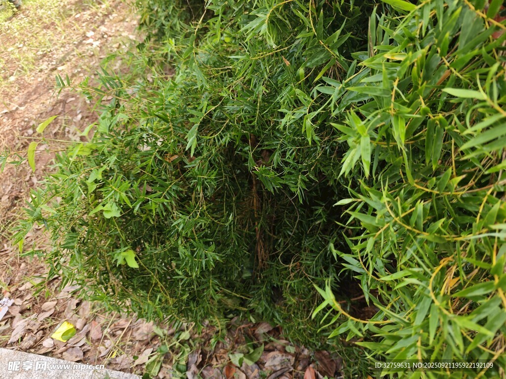 翠綠灌木叢中的生機景象