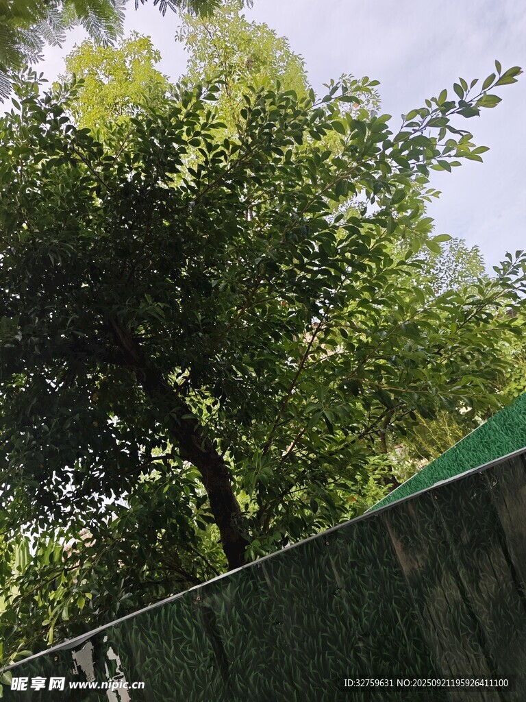 綠葉繁茂的樹木