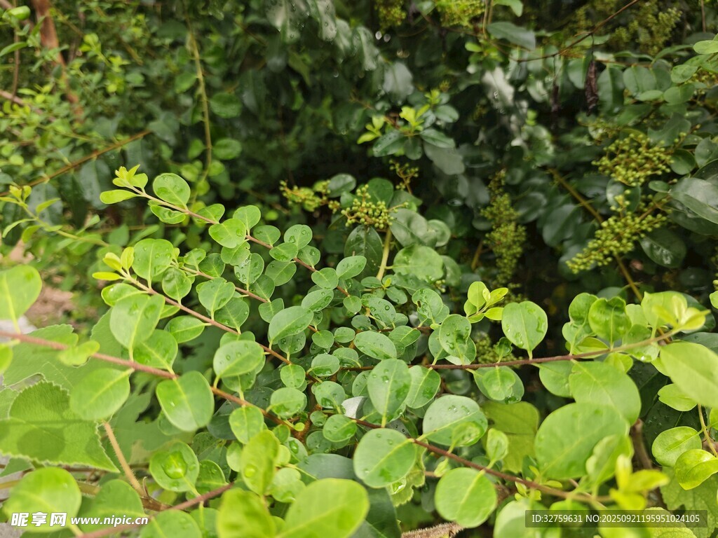 翠綠繁茂的地面植物景觀