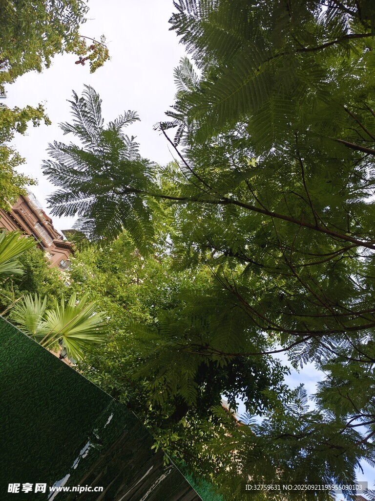 仰視綠樹與藍(lán)天景象