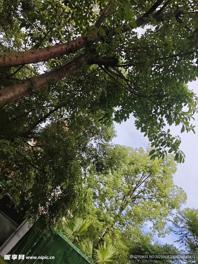 仰視蔥郁大樹枝葉繁茂