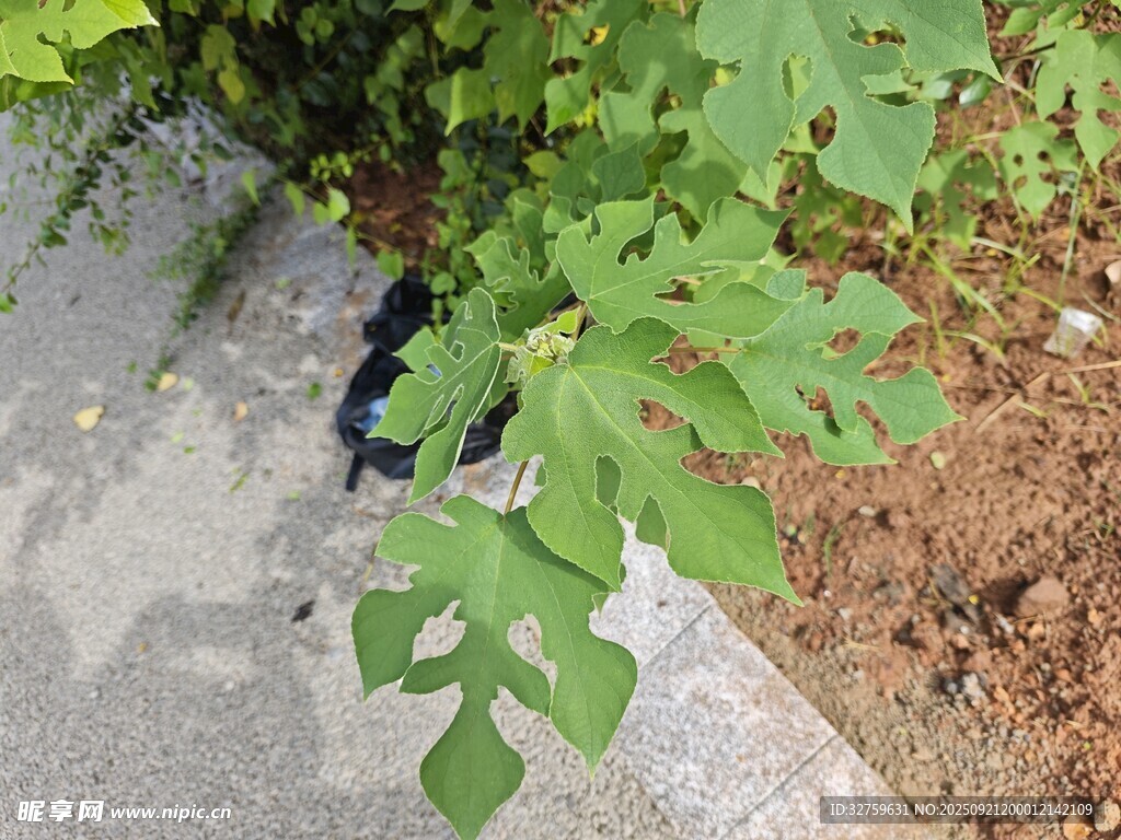 路邊綠植與地面景象