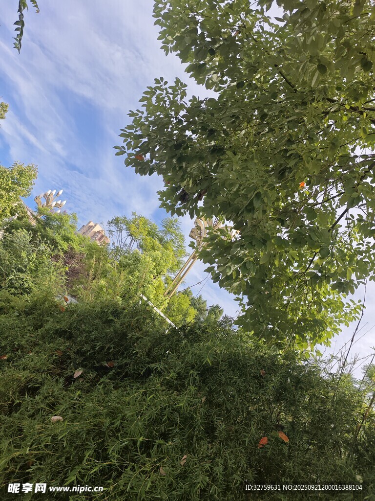 仰望蔥郁樹木與藍(lán)天