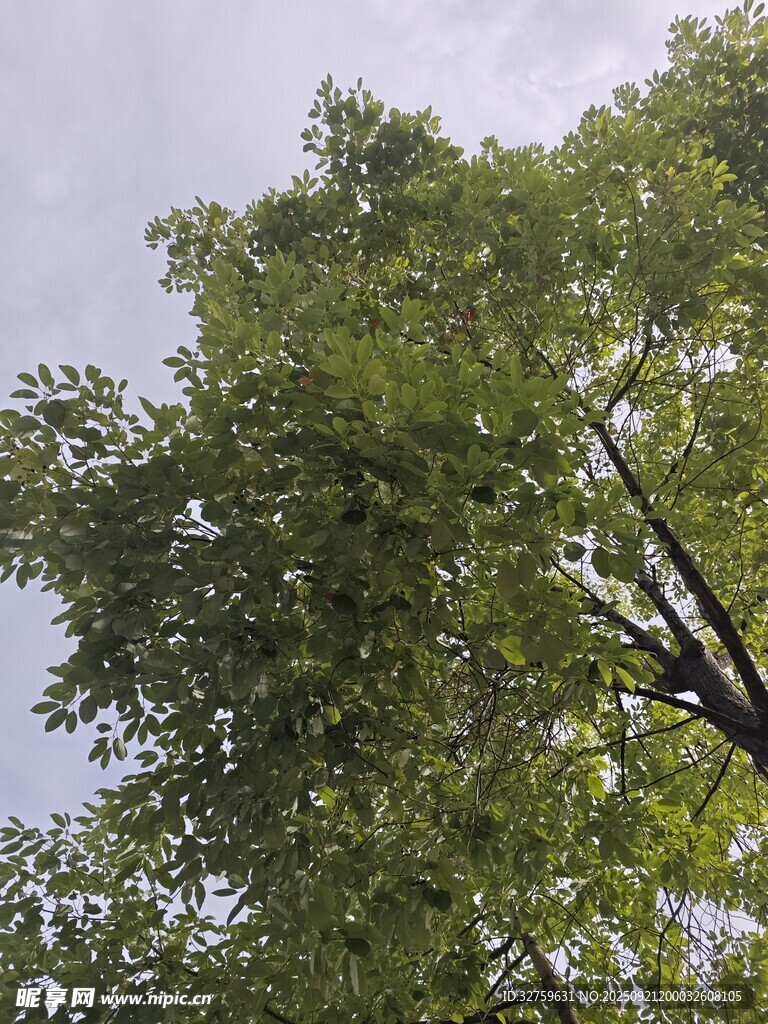 仰視翠綠繁茂的樹冠