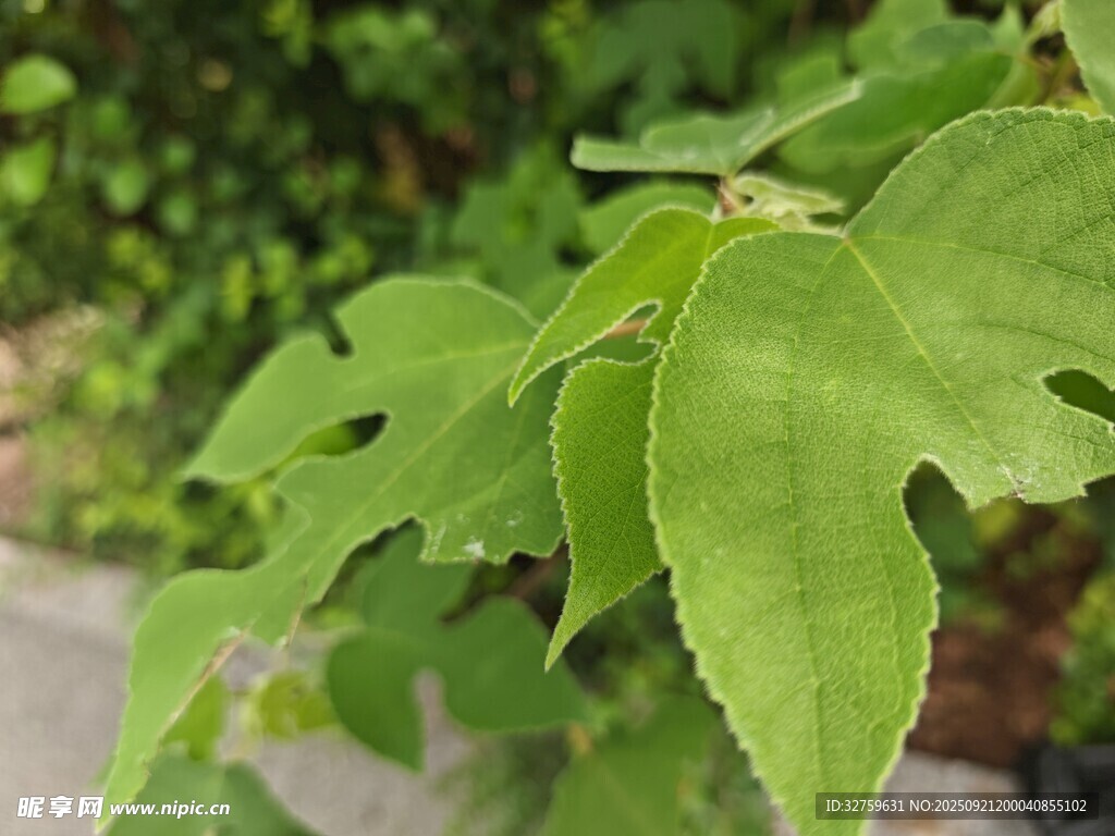 嫩綠葉片特寫