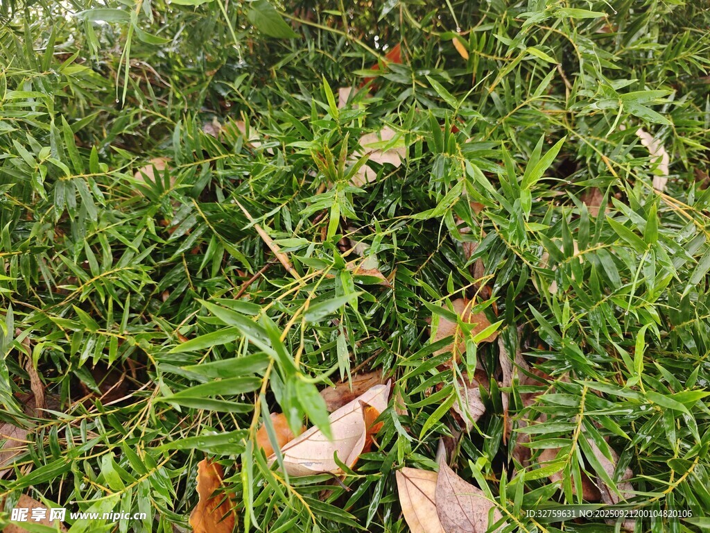 翠綠繁茂的植物景觀