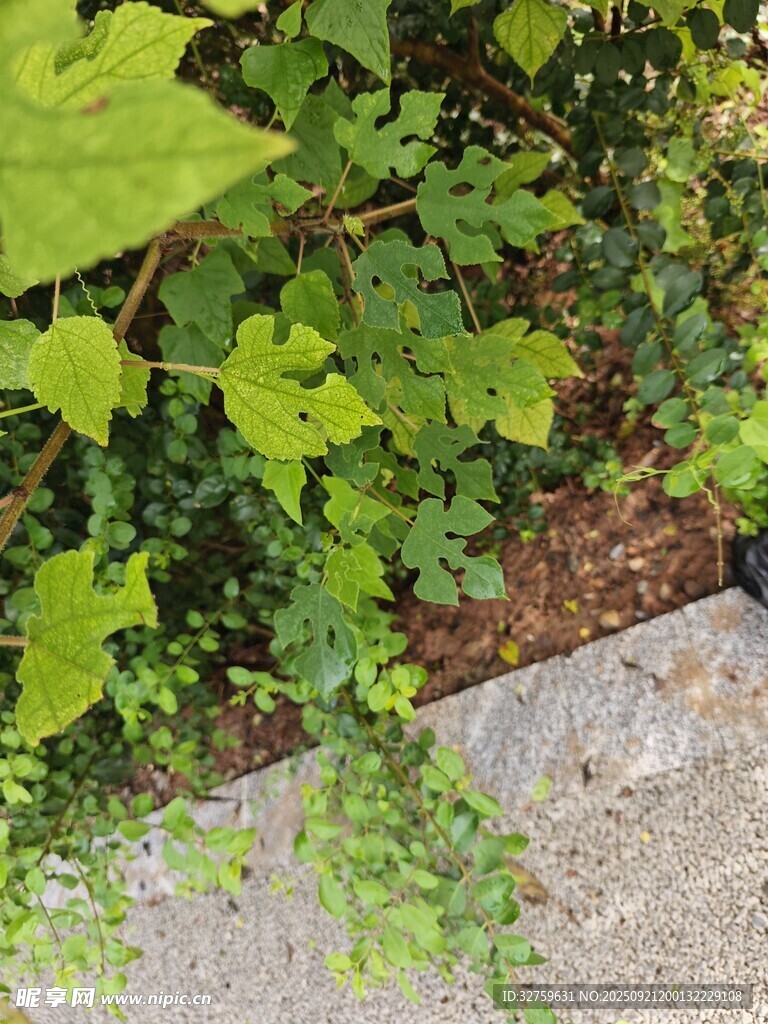 路邊綠植景觀