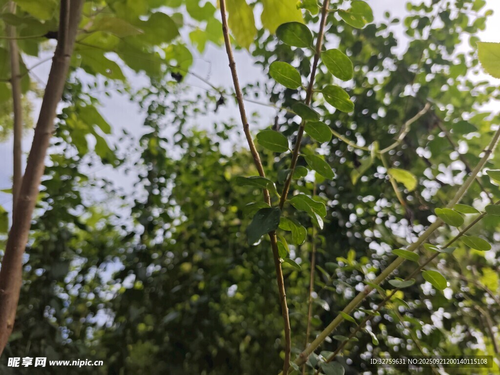 繁茂綠樹間的自然景致