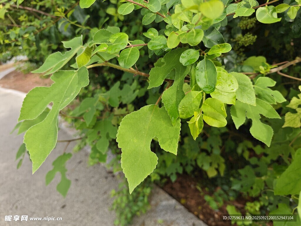 綠葉繁茂的路邊植物