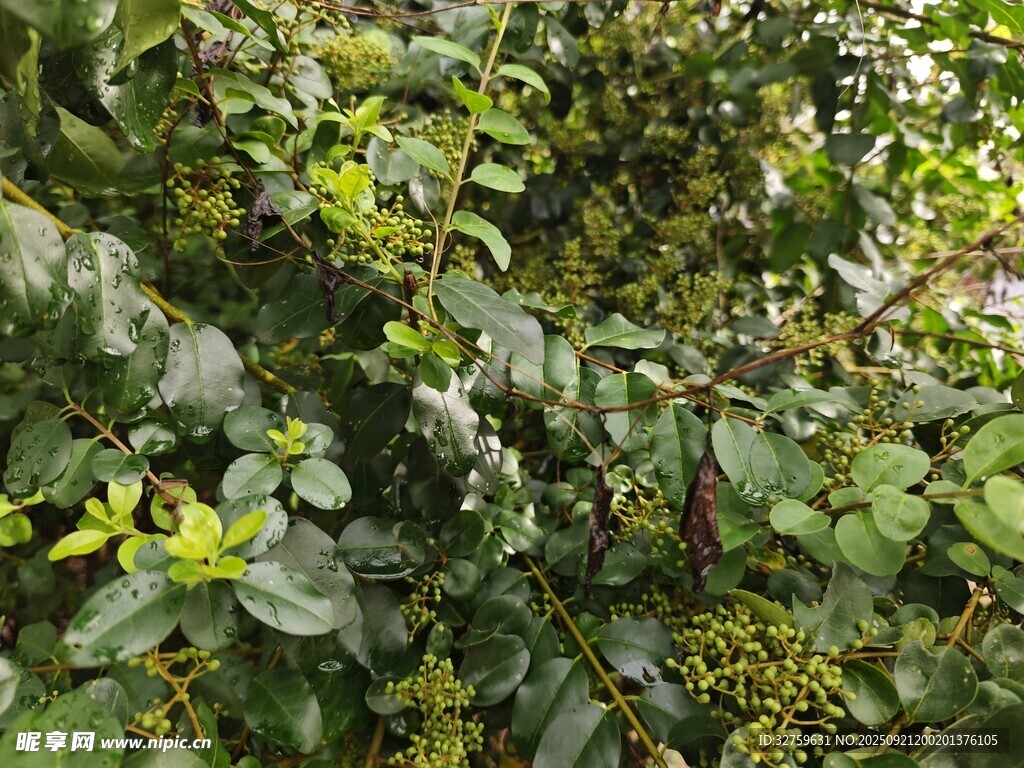 繁茂綠植景觀