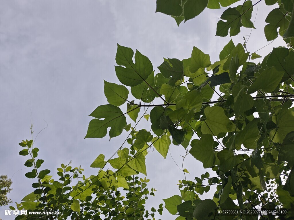綠葉襯藍天的清新景致
