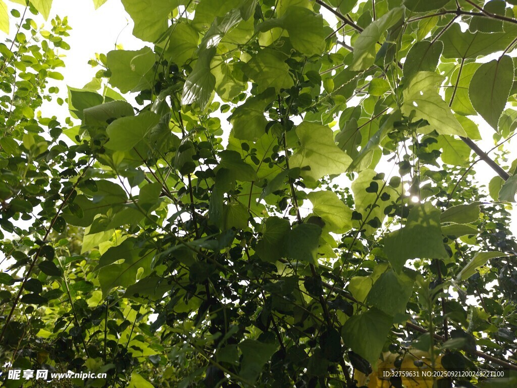 綠葉繁茂的樹木景象