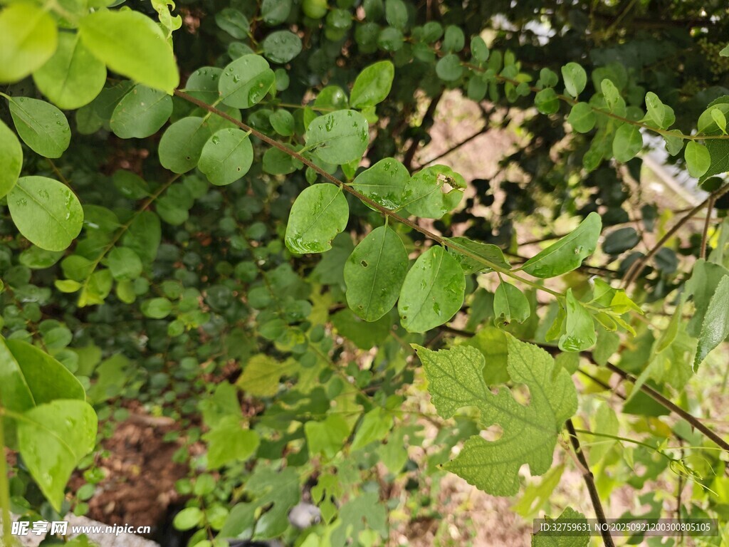 綠葉繁茂的植物景象
