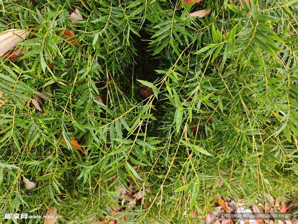 茂密綠植中的隱秘景象