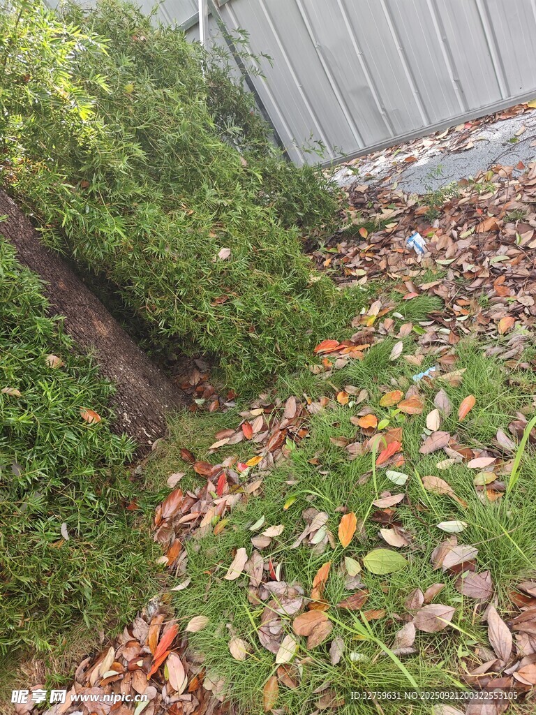 秋日庭院落葉與綠植景象