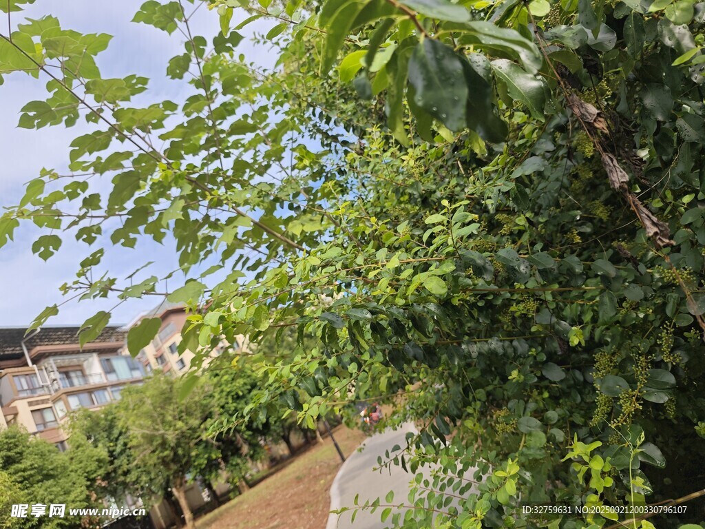 庭院綠蔭下的寧靜小道