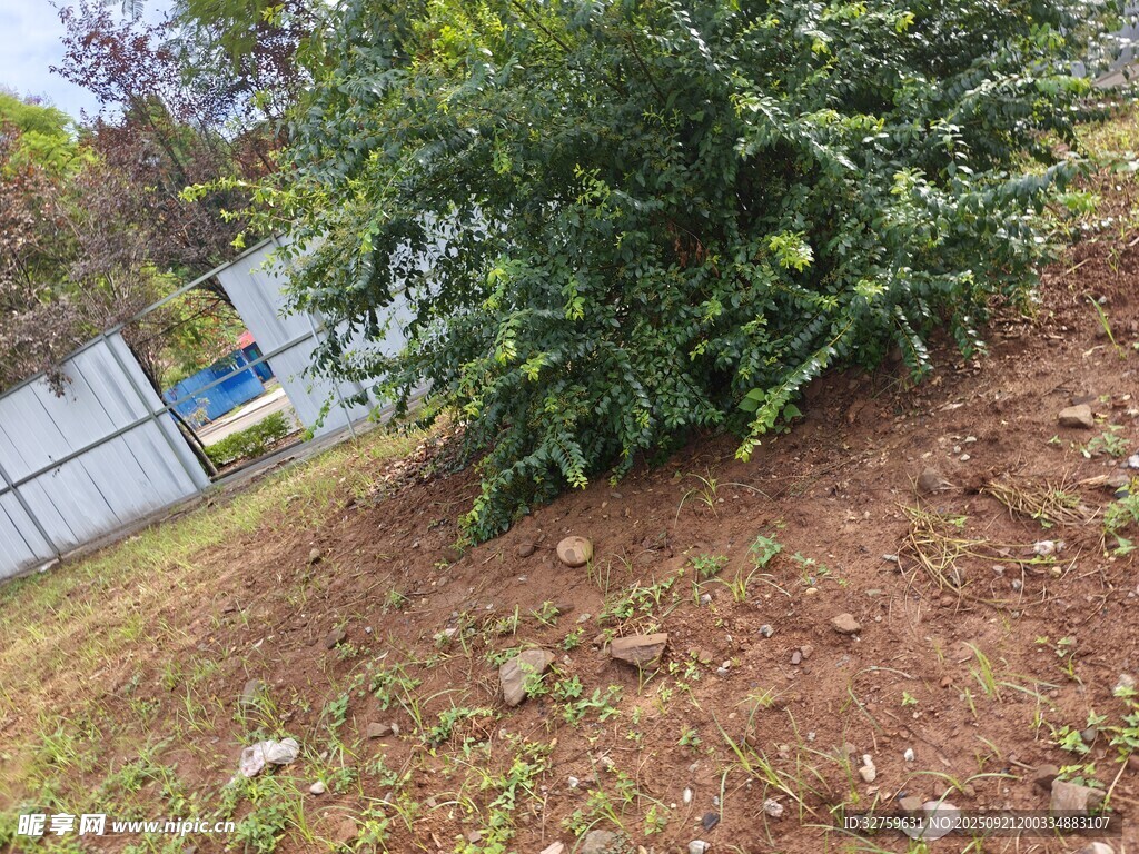 戶外綠植與地面場景