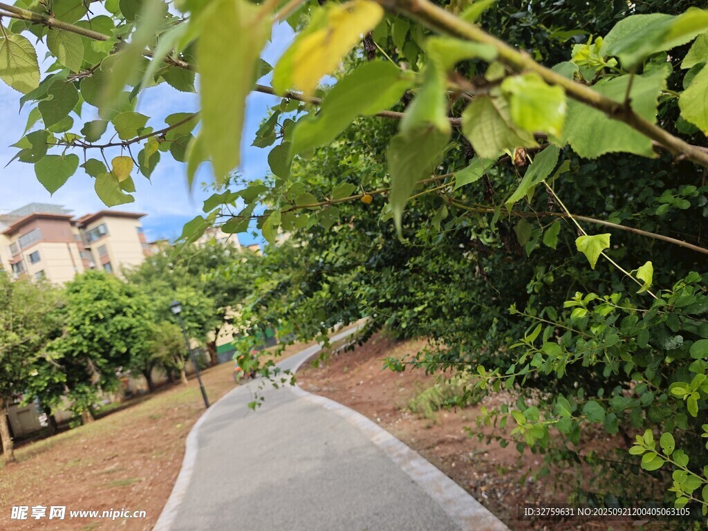 綠蔭小道旁的田園景致