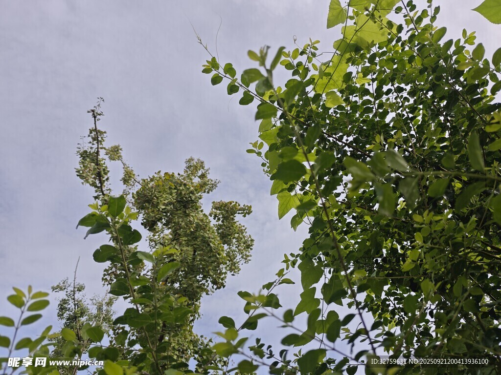 仰視蔥郁綠樹與天空