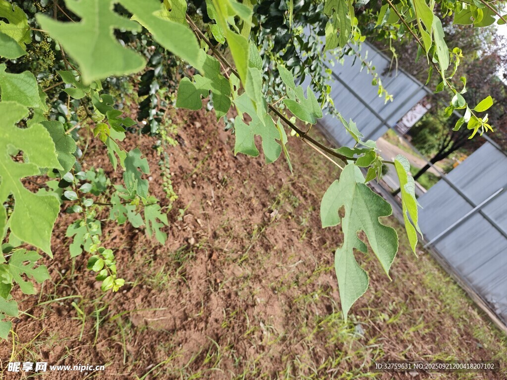 戶外綠植與地面景象