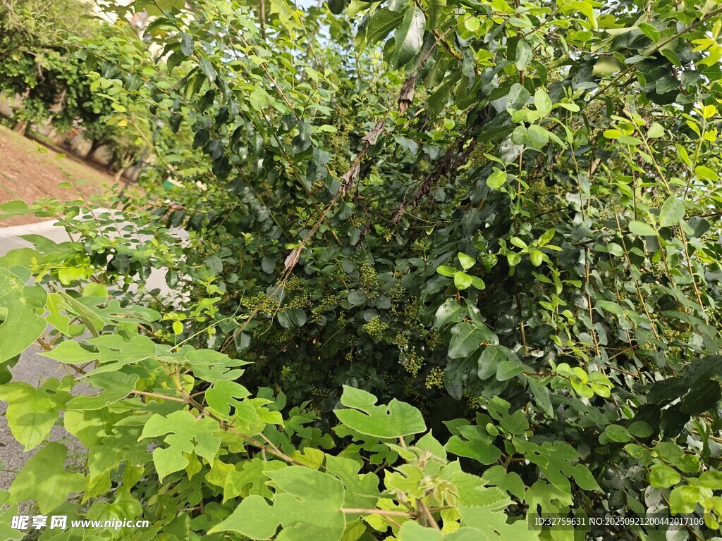 繁茂綠植景觀